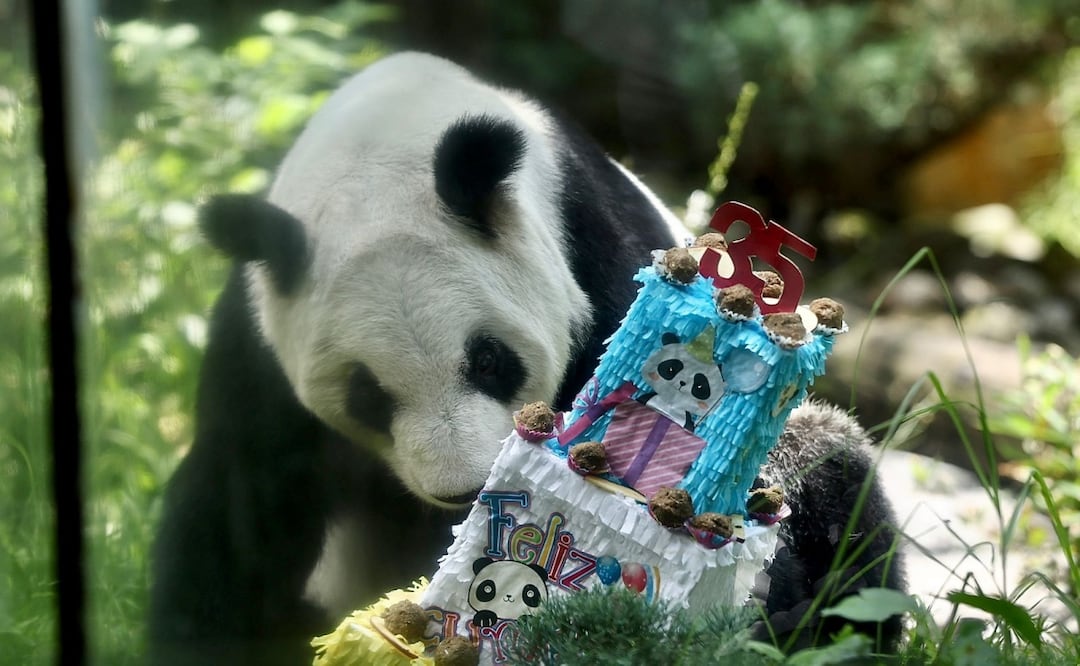 Con baile de leones chinos y una gran multitud La panda Xin Xin cumple 35 años en el zoológico de Chapultepec. Se le dio como regalo un pastel con nueces y frutas que degustó la panda. Fotos: Berenice Fregoso El universal