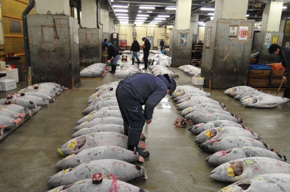 En el mercado de Tsukiji a diario se venden entre 2 mil y 3 mil toneladas de pescado; en las subastas hay quien ha pagado hasta 14 millones de yenes (2.2 millones de pesos) por un atún rojo (CARLA MARTÍNEZ)