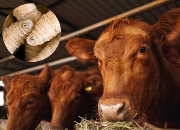 ¿Qué es el gusano barrenador?; confirman primer caso humano de miasis en México ocasionado por este parásito