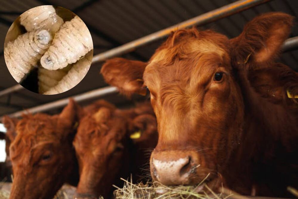 Esta infestación que afecta principalmente al ganado, puede generarse en humanos.
Foto: Especial