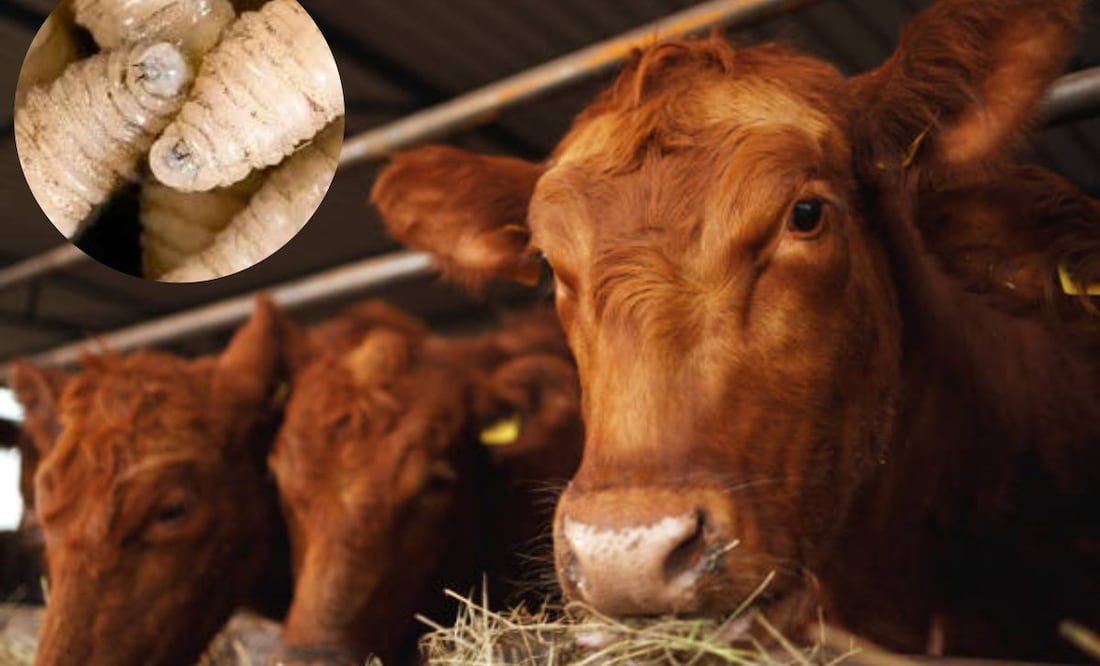 EU cierra frontera a importación de ganado mexicano por Gusano Barrenador; CNOG pide nuevo protocolo de importación | El Universal