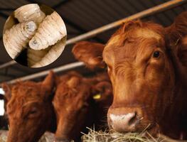 Gusano barrenador: Sheinbaum reacciona a freno de EU en importación de ganado mexicano; "esta medida es injusta", dice