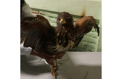 Rescatan a aguililla herida en parque de Iztapalapa