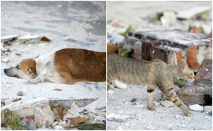 UNAM recolecta alimento para mascotas afectadas por sismo