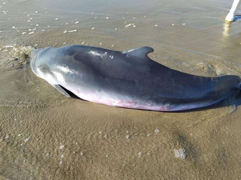 Encuentran ballenato muerto en playa de Mazatlán