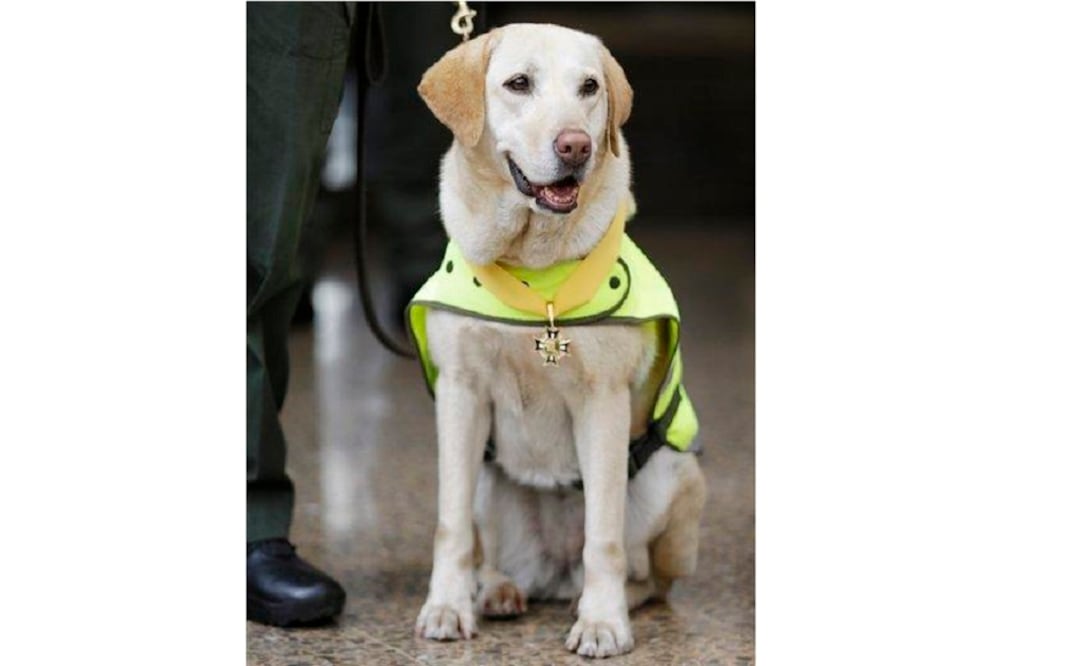 Mona was decorated with a medal for detecting hidden narcotics. (Photo: AP) 