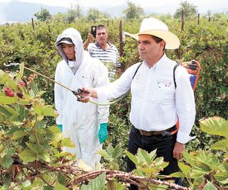 Recuperan calidad de tierras de cultivos en Michoacán