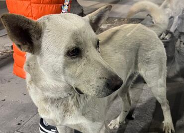 Perritos peregrinos buscan hogar; ¿cómo adoptar uno en la CDMX?