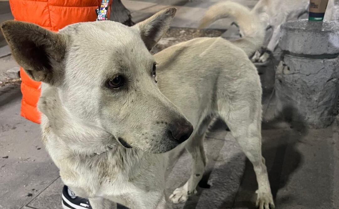 Gobierno capitalino ayuda a 70 perritos peregrinos (17/12/2024). Foto: Especial