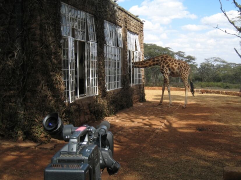 20 datos curiosos que debes saber de las jirafas en su día