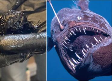 ¿Cuánto mide el pez diablo negro?; video muestra a hombre sujetando a monstruo marino muerto en España