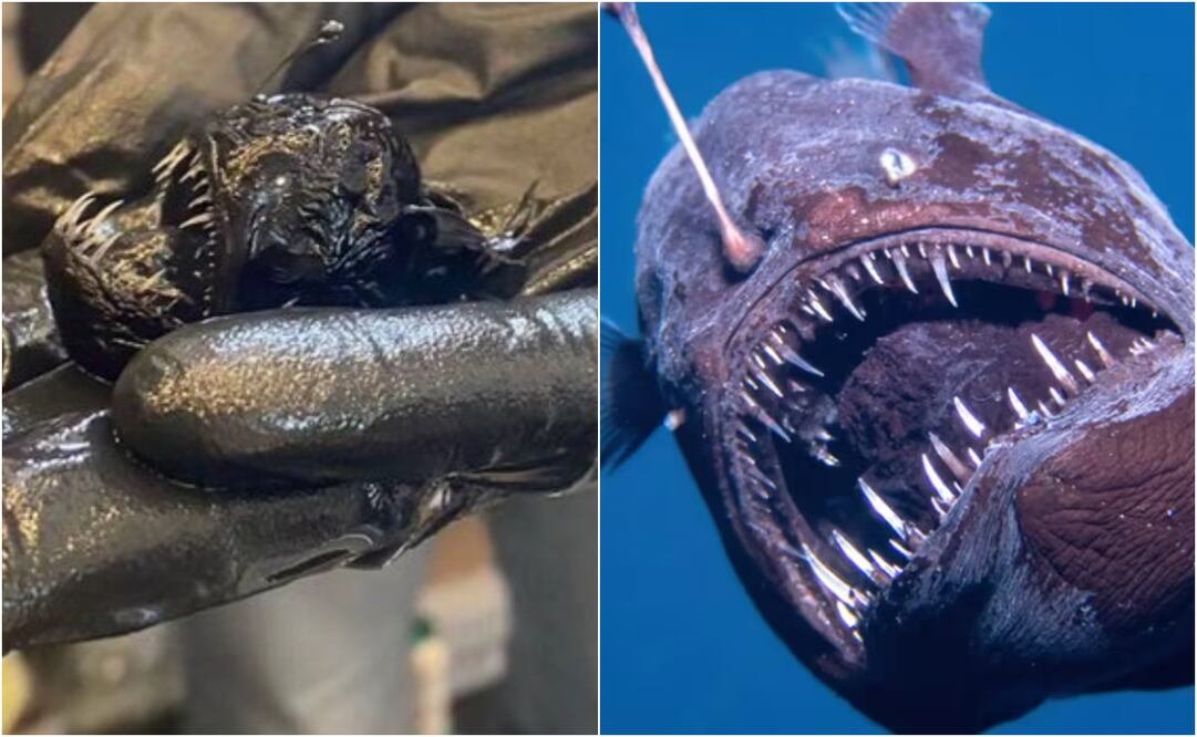 Un pez temido en la animación, pero de dimensiones mucho menores en la realidad. Foto: Captura de panttalla en X