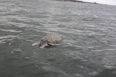 Luchan por patrimonio natural en alta mar
