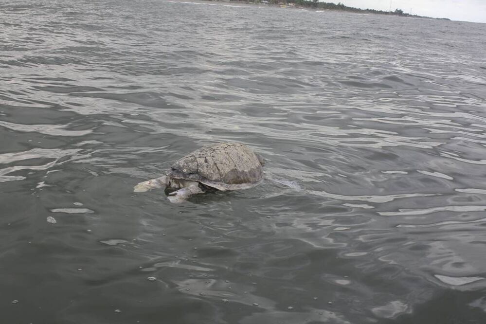 Luchan por patrimonio natural en alta mar