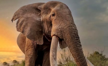 Muere Craig, uno de los últimos "super tuskers" de África; el elefante de colmillos gigantes que se volvió símbolo de conservación