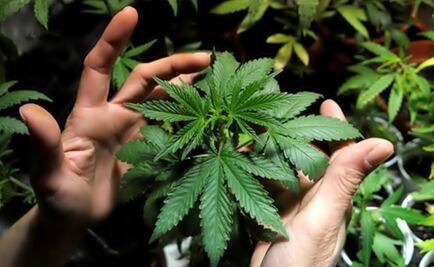 No agreement on cannabis at the Mexican Senate