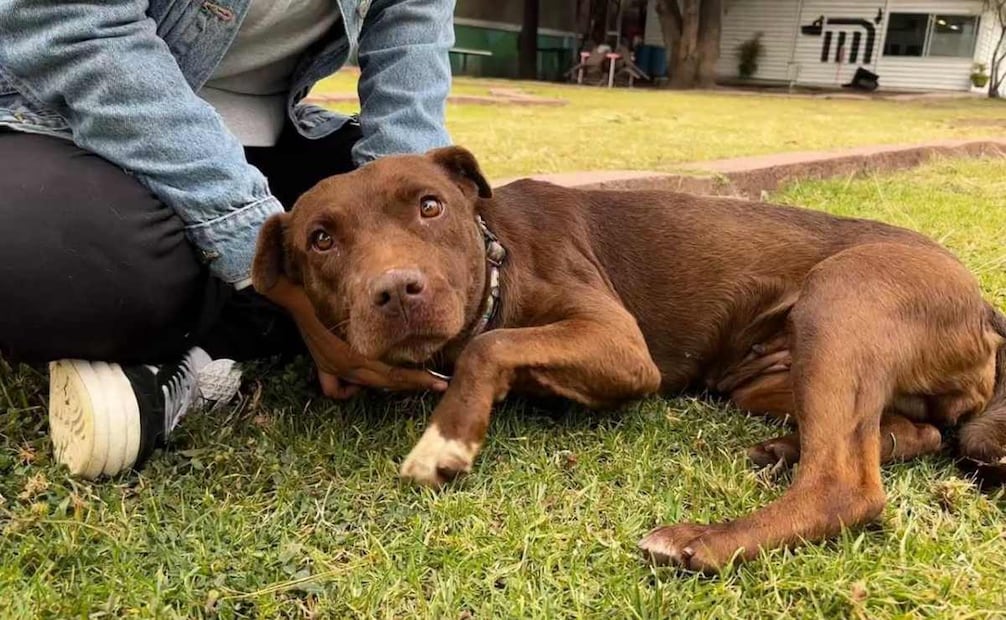 El Centro de Transferencia Canina hizo un llamado para cuidarlos y proteger a las mascotas para evitar que se extravíen o accidenten / Foto: Especial