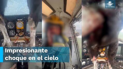 Ave se estrella contra una aeronave en pleno vuelo
