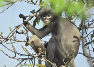 Un primate recién descubierto ya está en peligro de extinción