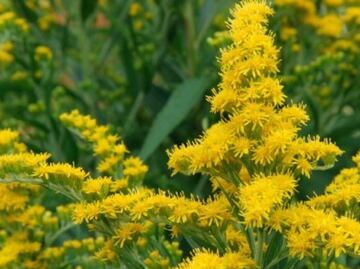 Alivia la fiebre con este remedio casero hecho con una planta de tu jardín
