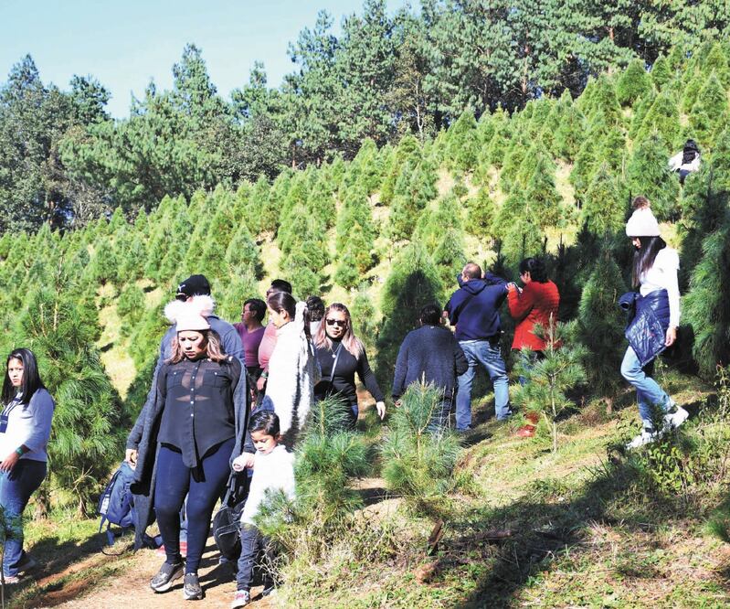 A partir de noviembre, familias completas llegan a la llamada Capital de la Navidad, en el municipio de Las Vigas de Ramírez, Veracruz, donde además de la venta de árboles se ofrecen actividades ecoturísticas. Fotos/FOTOS: PATRICIA MORALES. EL UNIVERSAL