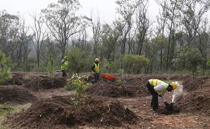 Retiran más de 700 árboles en restauración del Bosque de Chapultepec