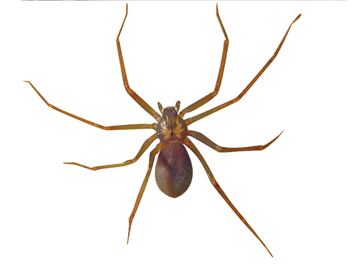 Bebé muere por picadura de araña violinista en Nayarit