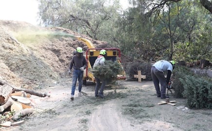 Suman casi 3 mil pinos recibidos por campaña de reciclaje de árboles de Navidad en Álvaro Obregón 
