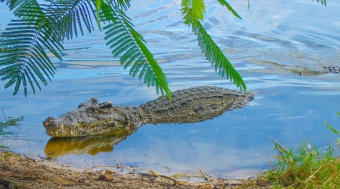 Ante la falta de turistas, los animales retoman los destinos mexicanos