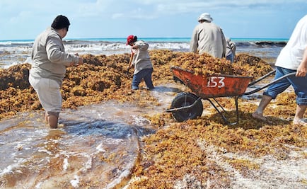 Cancun businessmen look at options to dispose of sargassum