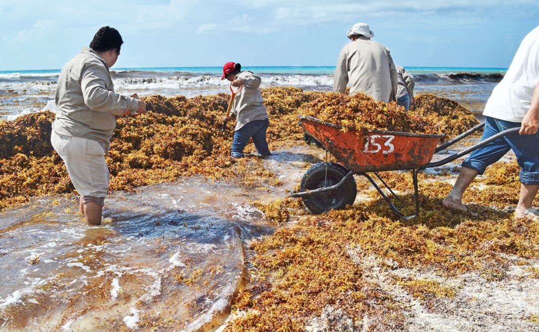 Last year, around 847.5 million cubic feet of sargassum washed up on the shores of the Mexican Caribbean - Photo: Elizabeth Ruiz/CUARTOSCURO.COM