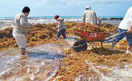 Cancun businessmen look at options to dispose of sargassum
