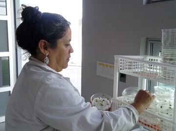 Plasma, el futuro para la producción de alimentos en México