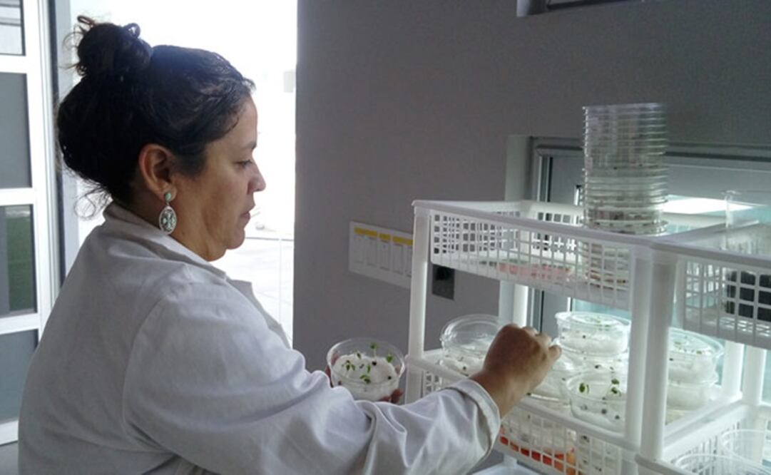 La doctora Guadalupe Neira, investigadora del departamento de Síntesis de Polímeros del CIQA. Foto: Conacyt