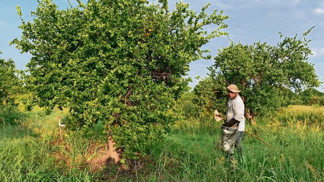 Desde las 5:00 horas de este viernes, jornaleros iniciaron su labor en los campos citrícolas, satisfechos por volver a tener un ingreso por la pisca del limón. Foto: Carlos Arrieta