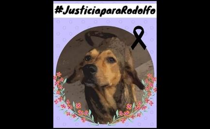 Procesar a joven que mató a perrito “Rodolfo", escarmiento para maltratadores de animales: activista