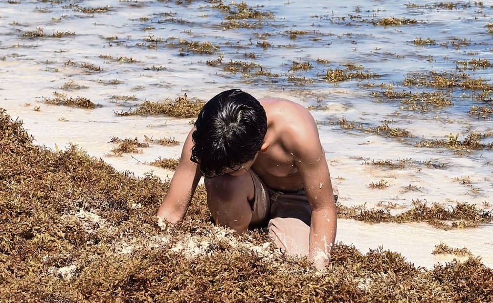 La temporada de arribo del sargazo inicia entre marzo y abril, pero este año ya se reportaba su presencia desde la segunda semana de enero. Foto: Adriana Varillas / EL UNIVERSAL