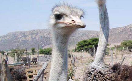 Reportan muerte de avestruz rescatada en la México-Toluca 