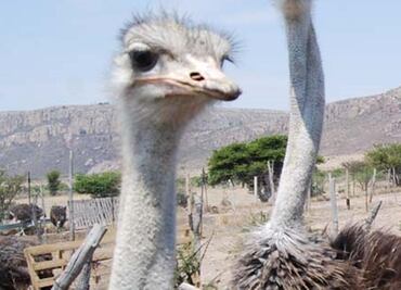 Reportan muerte de avestruz rescatada en la México-Toluca