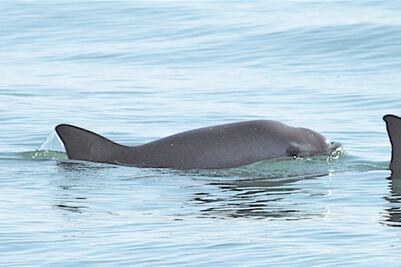 Semarnat y Sagarpa pactan en favor de la vaquita marina