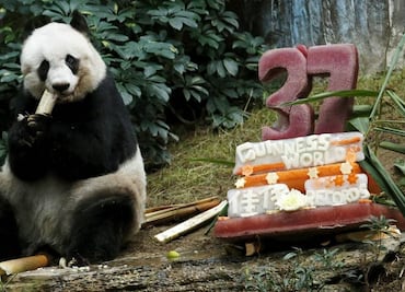 Muere la panda más vieja del mundo en cautiverio