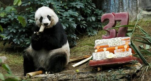 Muere la panda más vieja del mundo en cautiverio