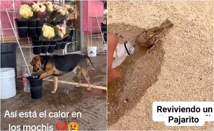 Ola de calor no distingue; así "combaten" los animales las altas temperaturas