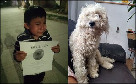 Localizan a Ryder, el perrito del niño que lloró al buscarlo en SLP