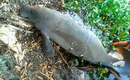 ​Sin registro de muertes de manatíes en Tabasco en última semana: Profepa