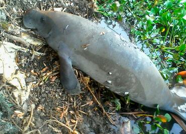 Sin registro de muertes de manatíes en Tabasco en última semana: Profepa