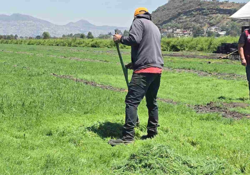 San Andrés Mixquic, en la alcaldía Tláhuac, es reconocido por la producción de romeritos. Foto: Especial