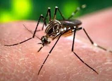 Why the Zika virus is causing alarm?