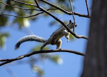 La agilidad de las ardillas, comparable al "parkour", servirá para diseñar robots más hábiles