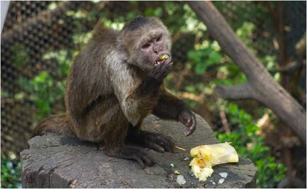 Animales de zoológicos de la CDMX reciben paletas heladas para refrescarse